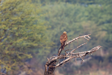eurasian marsh harrier or Circus spilonotus at keoladeo national park or bharatpur bird sanctuary rajasthan india. bird of prey perched on dead tree trunk in natural green background in winter safari