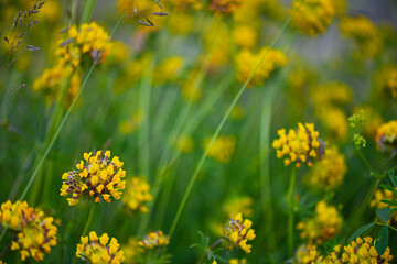 Yellow Clover Blossoms in Summer Meadow