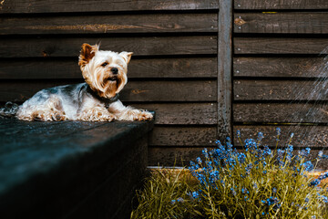 A Yorkshire Terrier enjoys a relaxing moment in the garden on a sunny day. A charming Yorkie doggy rests on a dark surface of a wooden terrace, flowers in view, capturing a serene moment at home yard.