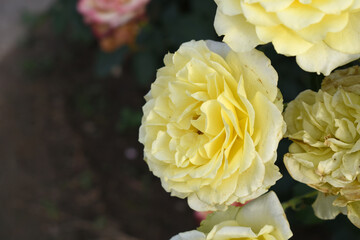 Beautiful white yellow rose flower closeup in garden, A very beautiful white yellow rose flower bloomed on the rose tree, Rose flower closeup, bloom flowers, Natural spring flower floral background