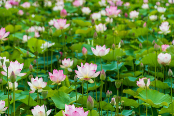 夏の池に咲くピンクの蓮の花