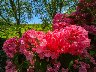 Floral Symphony A Riot of Colors in the Botanical Garden