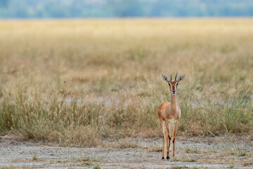 Naklejka premium Chinkara or Indian gazelle or Gazella bennettii an Antelope close up or portrait with eye contact in safari natural green background at ranthambore national park tiger forest reserve rajasthan india
