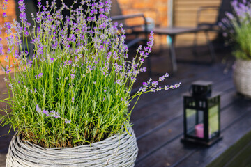 Purple lavender blossoms in a woven pot sit on a dark wooden deck. A close-up of a lavender plant in a woven pot on a wooden deck. The background features a blurred patio setting with a lantern.