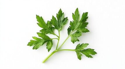 Fresh parsley sprig
