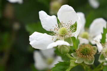 Blackberry flowers blooming in the garden, Beautiful in spring bloom garden. Blackberry bush with white flowers, Blossoming blackberry bush and bee, sunny spring day, Chakwal, Punjab, Pakistan