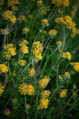The Language of Clover