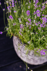 A basket filled with blooming purple lavender flowers. A close-up shot of vibrant purple lavender flowers flourishing in a woven basket, captured in natural light, and set against a dark wood backdrop