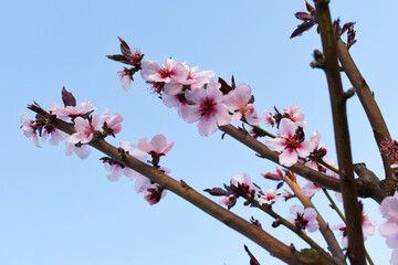Beautiful Pink Peach Blossoms in a Garden, Pink Peach Flowers Blooming on Peach Tree, Beautiful peach flowers close up - as background, Flowering branch of fruit flower closeup