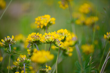 Whispers in Wild Bloom