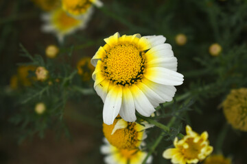 White Yellow Crown Daisy, Close-up of a white and yellow crown daisy flower, blooming in nature, Close-up shot of beautiful White yellow Crown Daisy flower (Chrysanthemum coronarium), Crown Daisy,