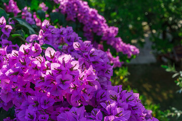 Vibrant purple Bougainvillea Spectabilis flowers soak up the sun, showcasing their delicate, paper-like bracts against a lush green background.