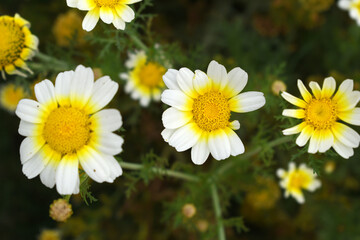 White Yellow Crown Daisy, Close-up of a white and yellow crown daisy flower, blooming in nature,...