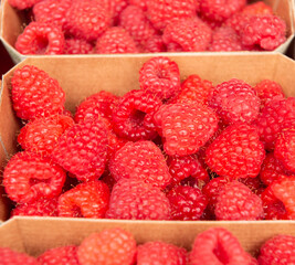 raspberries in eco-friendly paper boxes for sale.