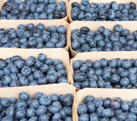 blueberries in eco-friendly paper boxes for sale.