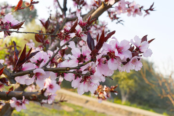 Beautiful Pink Peach Blossoms in a Garden, Pink Peach Flowers Blooming on Peach Tree, Beautiful peach flowers close up - as background, Flowering branch of fruit flower closeup