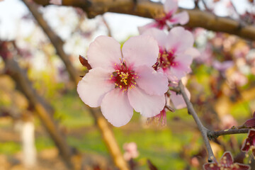 Beautiful Pink Peach Blossoms in a Garden, Pink Peach Flowers Blooming on Peach Tree, Beautiful peach flowers close up - as background, Flowering branch of fruit flower closeup