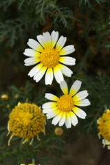 White Yellow Crown Daisy, Close-up of a white and yellow crown daisy flower, blooming in nature, Close-up shot of beautiful White yellow Crown Daisy flower (Chrysanthemum coronarium), Crown Daisy,