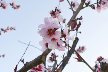 Beautiful Pink Peach Blossoms in a Garden, Pink Peach Flowers Blooming on Peach Tree, Beautiful peach flowers close up - as background, Flowering branch of fruit flower closeup