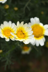 White Yellow Crown Daisy, Close-up of a white and yellow crown daisy flower, blooming in nature, Close-up shot of beautiful White yellow Crown Daisy flower (Chrysanthemum coronarium), Crown Daisy,