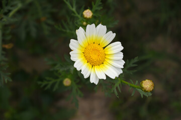 White Yellow Crown Daisy, Close-up of a white and yellow crown daisy flower, blooming in nature,...