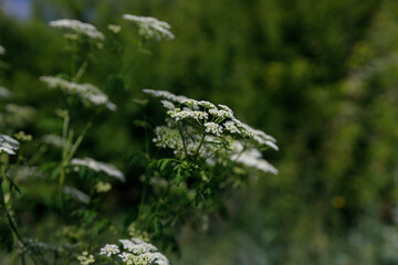 Delicate White Flowers Against a Lush Green Background Captured in Nature's Splendor with Warm Sunlight Highlighting Their Beauty and Intricate Petal Patterns