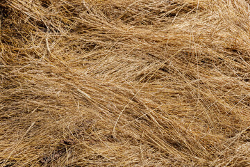 A Natural Collection of Golden Dry Grass Strands Layered Together, Perfectly Capturing the Essence...