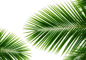 Obraz premium Vibrant green palm leaves isolated on transparent background, showcasing tropical foliage in a bright and exotic nature scene