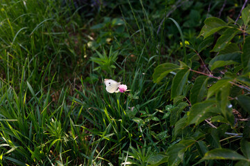 Delicate Butterfly Resting on a Vibrant Pink Flower Amidst Lush Green Grass in a Sunlit Garden,...