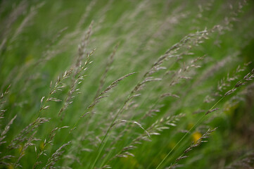 Grasses in Motion — Summer in the Meadow