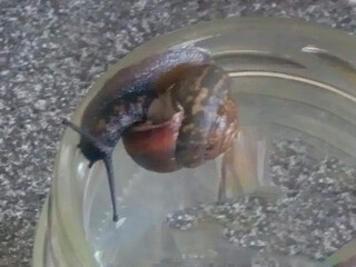 Snail s Perilous Climb Navigating the Glassy Terrain of a Transparent Container