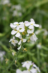 Beautiful white Radish Flower. Radish flower bloom. Closeup radish flower with green leaves in the spring, also known by its common name Virginia stock. Radish flower blooming in nature