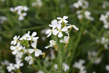 Beautiful white Radish Flower. Radish flower bloom. Closeup radish flower with green leaves in the spring, also known by its common name Virginia stock. Radish flower blooming in nature