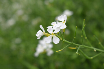 Beautiful white Radish Flower. Radish flower bloom. Closeup radish flower with green leaves in the spring, also known by its common name Virginia stock. Radish flower blooming in nature
