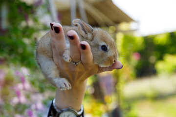Adorable Young Bunny Being Held in a Gentle Hand Against a Vibrant Outdoor Backdrop Surrounded by...