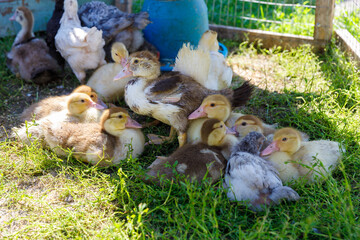 A Charming Gathering of Ducklings in a Lush, Green Environment with Soft Sunlight Illuminating Their Playful and Curious Nature