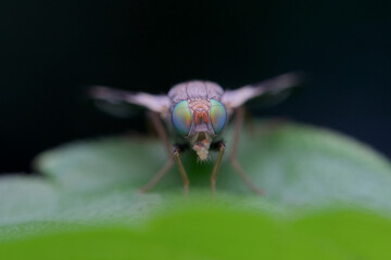 Cherry fruit fly on the leaves seen from the front