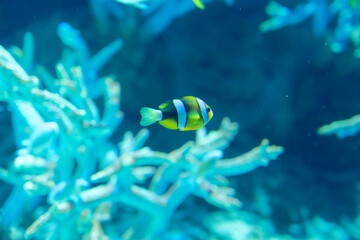 Clark's anemonefish (yellowtail clownfish) swimming in Coral Reef Sea