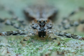Cyclosa spider with fern-like feather pattern seen from the front