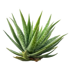 Obraz premium Vibrant Green Aloe Vera Plant, Isolated on Black, Lush and Healthy, Natural Beauty, Medicinal Herb.