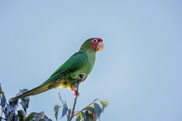 Mitred Parakeet (Psittacara mitratus) perched on a branch.