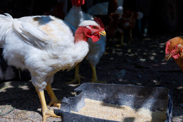 A Beautiful Day in the Farmyard: Majestic Chickens Feeding Together in Bright Sunlight Under an...