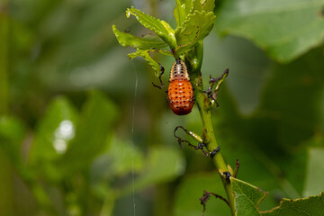Poplar leaf beetle larva hanging on a twig, emerging into pupa stage
