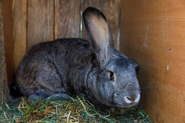 A Sweet Gray Rabbit Resting in a Cozy Wooden Shelter Surrounded by Fresh Hay, Showcasing Its Soft...