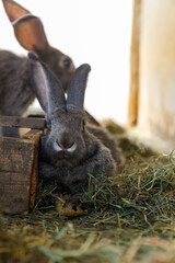 Close-Up of a Domesticated Rabbit Relaxing on Hay with Another Rabbit in the Background in a Serene Habitat