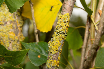 Common orange lichen, xanthoria parietina, growing on a tree branch