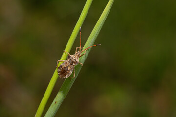 Dock bug climbing a green stem in nature close-up