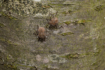 Two mottled shield bugs crawling on tree bark
