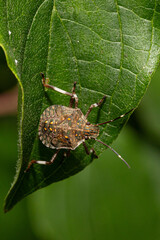 Stink bug crawling on green leaf in nature close-up