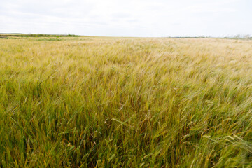 Expansive Golden Fields Under a Cloudy Sky, Capturing the Beauty of Nature's Serenity and Bounty in the Heart of Agricultural Landscapes, Emphasizing Vibrant Grasslands